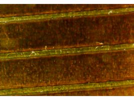 An Endurance 4 watt infrared diode-pumped solid-state (DPSS) laser metal marking head